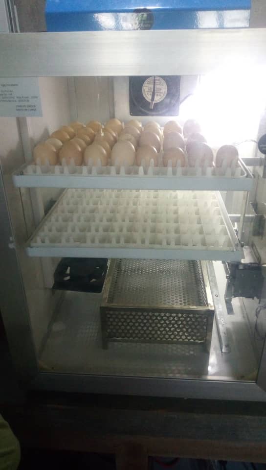 COMMENT MAITRISER LA PRODUCTION DES POUSSINS D’UN JOUR ?