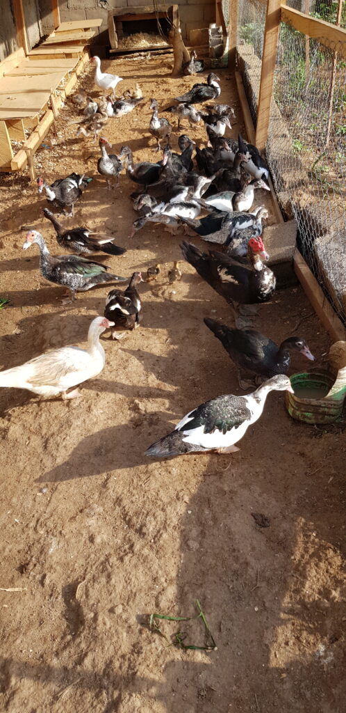 COMMENT MAITRISER L’ELEVAGE ET LA TRANSFORMATION DES CANARDS