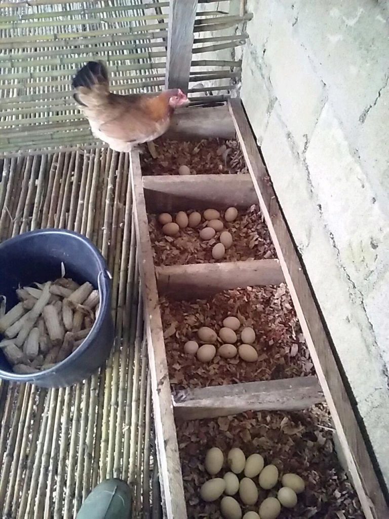 COMMENT MAITRISER LA PRODUCTION DES POUSSINS ?